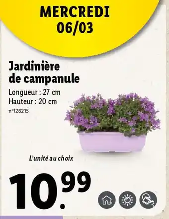 Lidl Jardinière de campanule offre