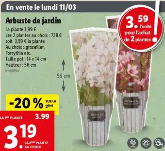 Arbuste de jardin