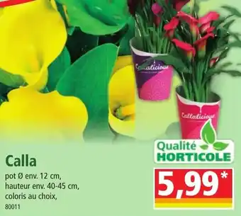 Norma Calla offre
