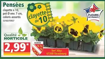 Norma Pensées offre