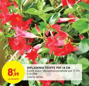 Intermarché Hyper DIPLADENIA TOUFFE POT 14 CM offre