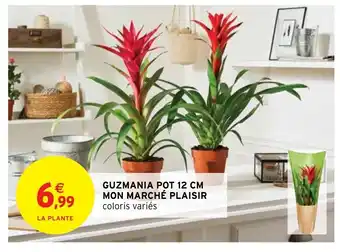 Guzmania Pot 12 Cm Mon Marhé Plaisir