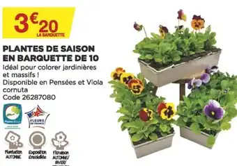 Plantes de saison en barquette de 10