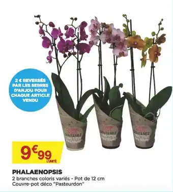 Phalaenopsis