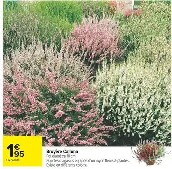 Carrefour Market Bruyère calluna offre