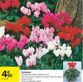 Cyclamen