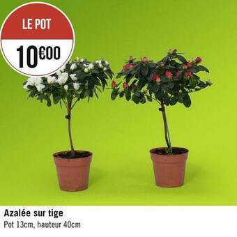 Azalée sur tige