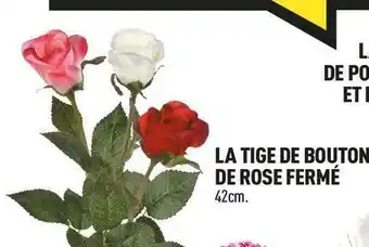 Centrakor La tige de bouton de rose fermé offre