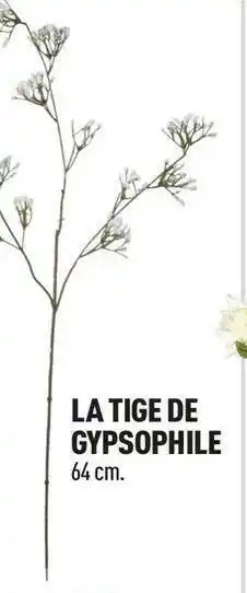 La tige de gypsophile