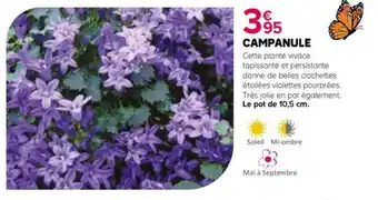 Kiriel CAMPANULE offre