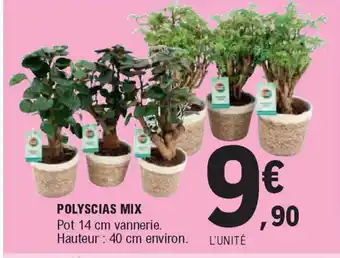 E.Leclerc Polyscias Mix offre