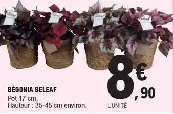 Bégonia Beleaf
