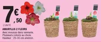 E.Leclerc Amaryllis 2 Fleurs offre