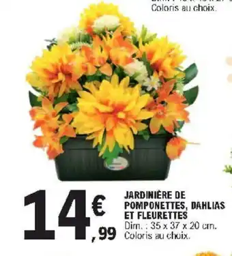 Jardinière de Pomponettes, Dahlias