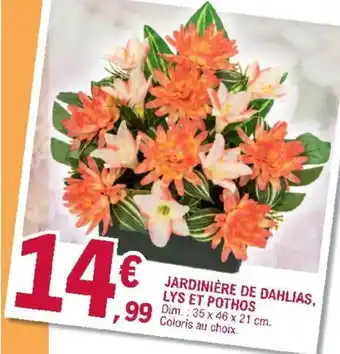 E.Leclerc Jardinière de Dahlias, Lys Et Pothos offre