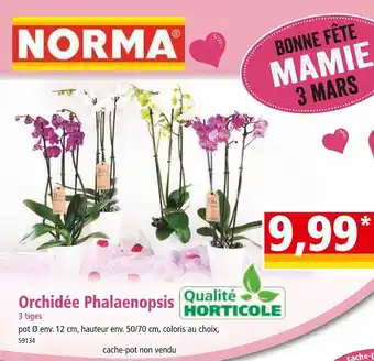 Norma Orchidée Phalaenopsis offre