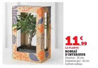 Super U BONSAÏ D'INTERIEUR offre