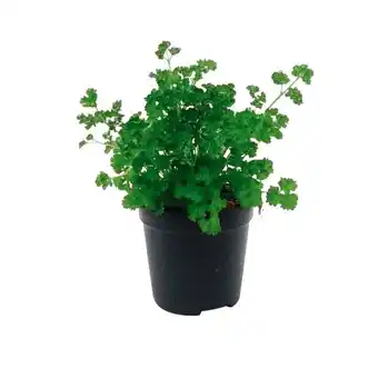 Auchan Plantes Aromatiques 1 L offre