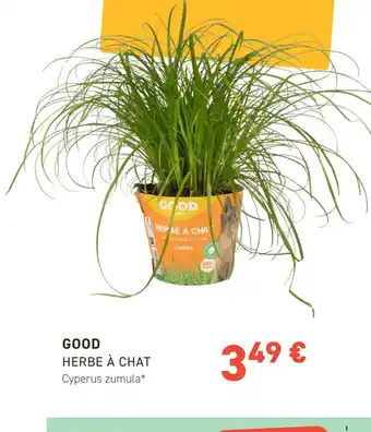 Tom&Co GOOD HERBE À CHAT offre
