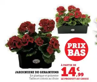 JARDINIERE DE GERANIUMS