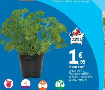 E.Leclerc PERSIL FRISÉ offre