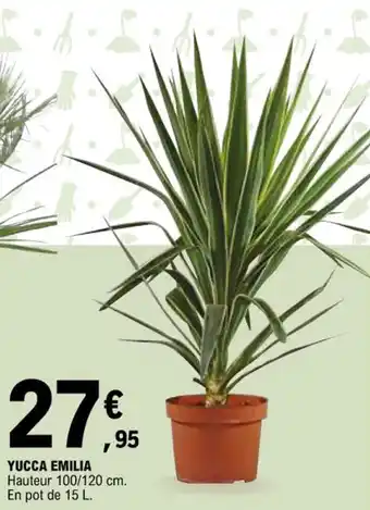 E.Leclerc YUCCA EMILIA Hauteur 100/120 cm. En pot de 15 L. offre