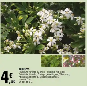 E.Leclerc ARBUSTES Plusieurs variétés au choix : Photinia red robin, Griselinia littoralis, Choisya greenfingers, Viburnum, offre