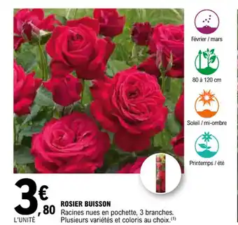 E.Leclerc ROSIER BUISSON Racines nues en pochette, 3 branches. offre