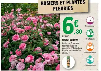 ROSIER BUISSON Le lot de 3 rosiers racines nues en pochette, 2 branches. Plusieurs coloris au choix.(1)