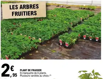 E.Leclerc PLANT DE FRAISIER En barquette de 6 plants. offre