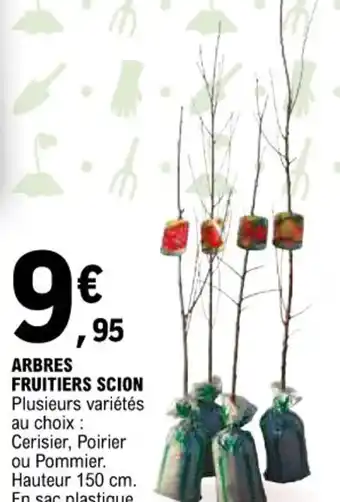 E.Leclerc ARBRES FRUITIERS SCION Plusieurs variétés au choix : Cerisier, Poirier ou Pommier. offre