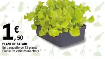 E.Leclerc PLANT DE SALADE offre