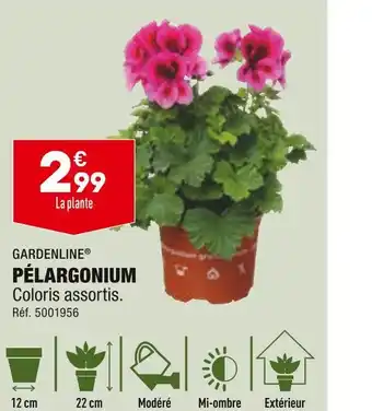 ALDI GARDENLINE PÉLARGONIUM offre