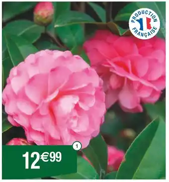 Camelia Japonica