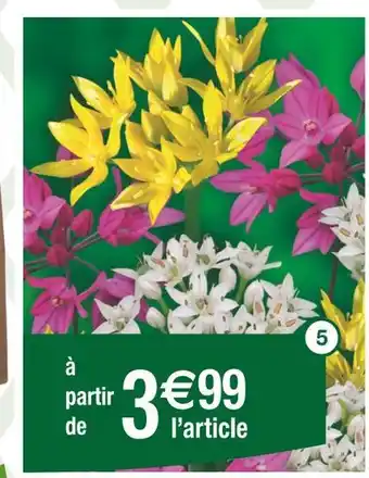Bulbes fleurs