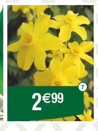 Cora x Carrefour Narcisse tête à tête offre