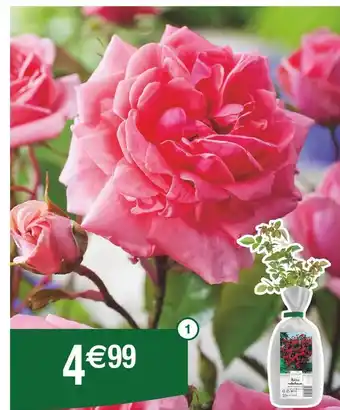 Cora x Carrefour Rosier Hybride offre