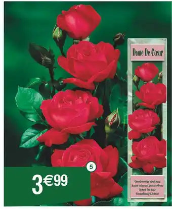 Cora x Carrefour Rosier grandes fleurs offre