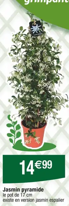 Jasmin pyramide