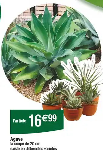 Agave