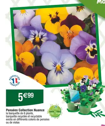 Cora x Carrefour Pensées Collection Nuance offre