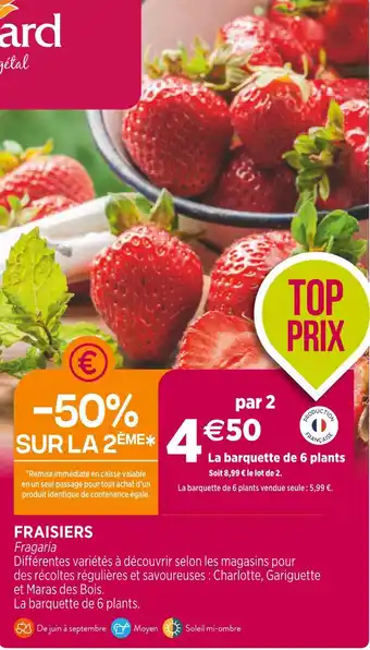 Delbard FRAISIERS offre