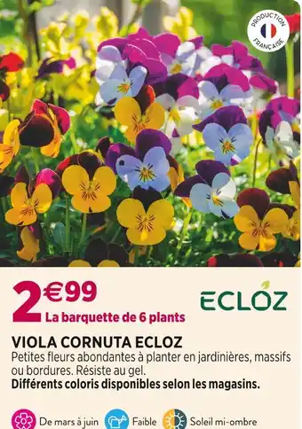 Delbard ECLOZ VIOLA CORNUTA offre