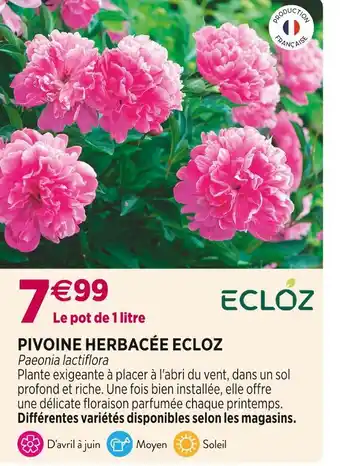 Delbard ECLOZ PIVOINE HERBACÉE offre