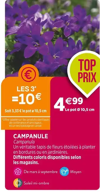 Delbard CAMPANULE offre