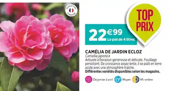 Delbard ECLOZ CAMÉLIA DE JARDIN offre