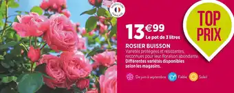 Delbard ROSIER BUISSON offre