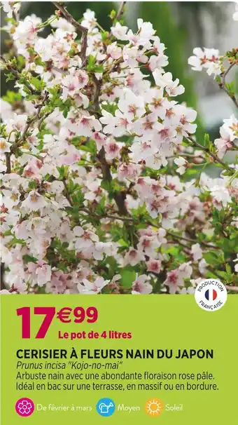 CERISIER Ă FLEURS NAIN DU JAPON