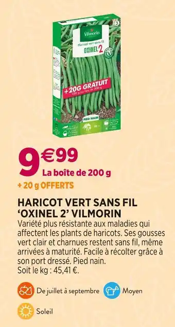 Delbard VILMORIN HARICOT VERT SANS FIL ‘OXINEL 2’ offre