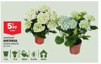 ALDI HORTENSIA Coloris assortis. offre